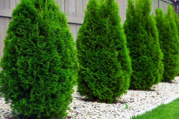 Arborvitae Planting in Yorba Linda