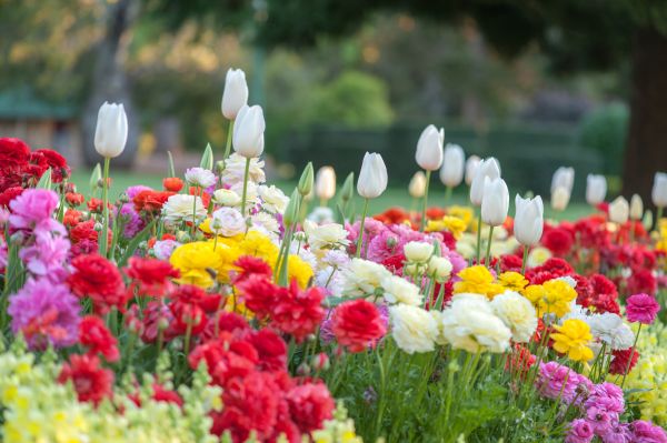 Gardening Service in Yorba Linda