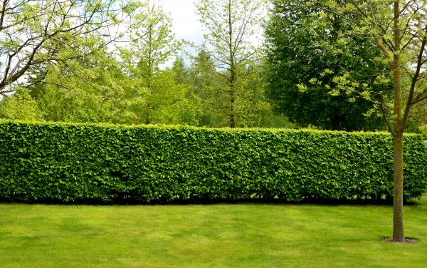 Hedge Planting in Yorba Linda