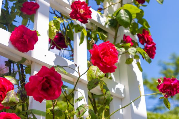 Home Gardening Service in Yorba Linda