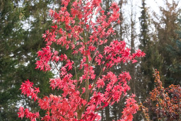 Japanese Maple Planting in Yorba Linda