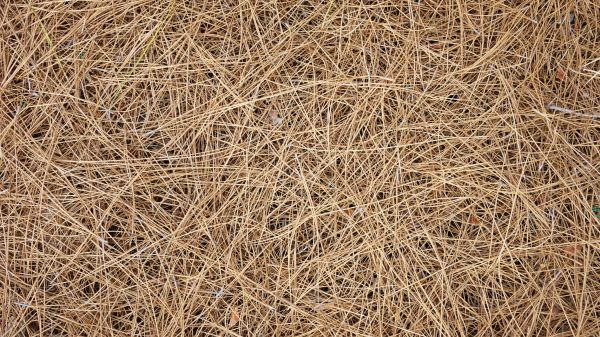 Pine Needles Delivery in Yorba Linda