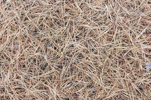 Pine Straw Installation in Yorba Linda