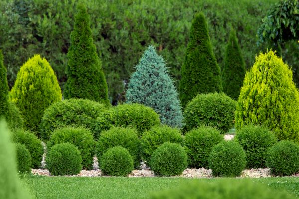 Shrub Replacement in Yorba Linda