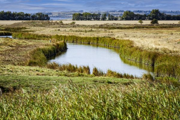 Swale Landscaping in Yorba Linda