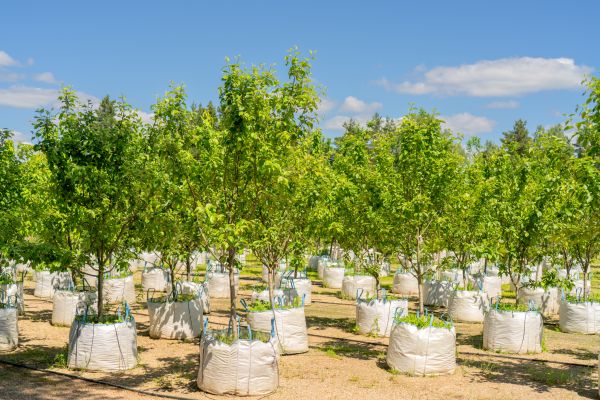 Tree Planting Service in Yorba Linda