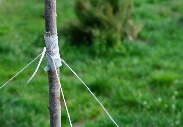 Tree Staking Service in Yorba Linda