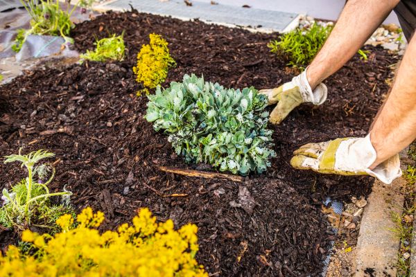 Weeding And Mulching in Yorba Linda