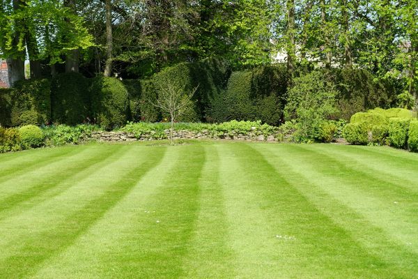 Lawn Renovation in Yorba Linda
