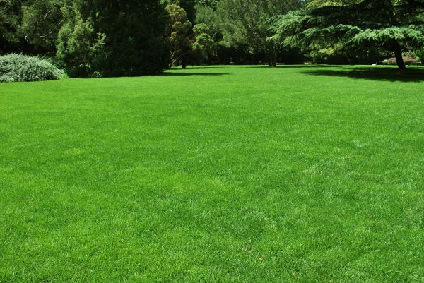 Lawn Landscaping in Yorba Linda