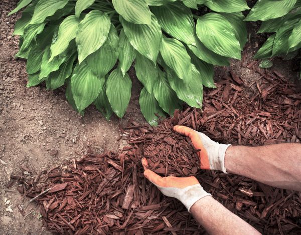 Shredded Mulch Service in Yorba Linda