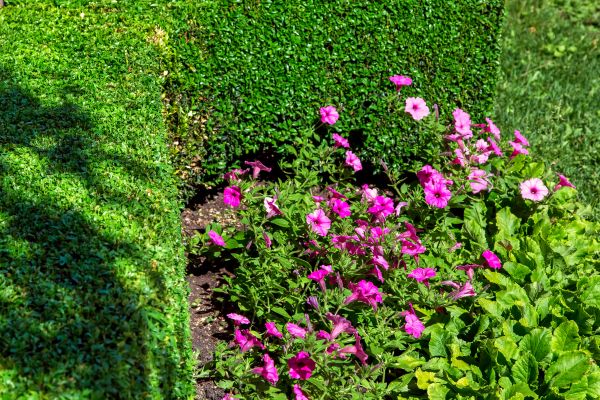 Softscaping Service in Yorba Linda