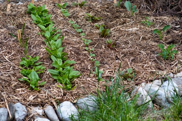 Mulch Service in Yorba Linda
