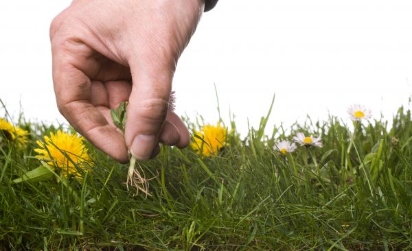 Lawn Weeding in Yorba Linda