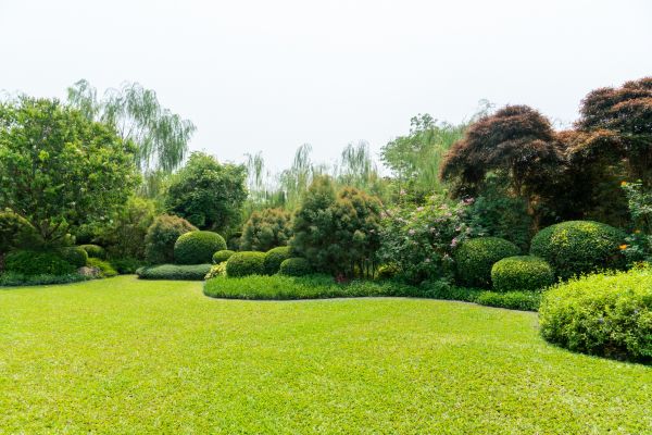 Tree Landscaping in Yorba Linda