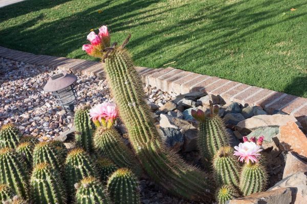 Desert Landscaping in Yorba Linda
