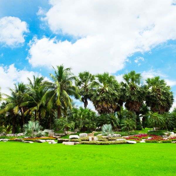 Tropical Landscaping in Yorba Linda