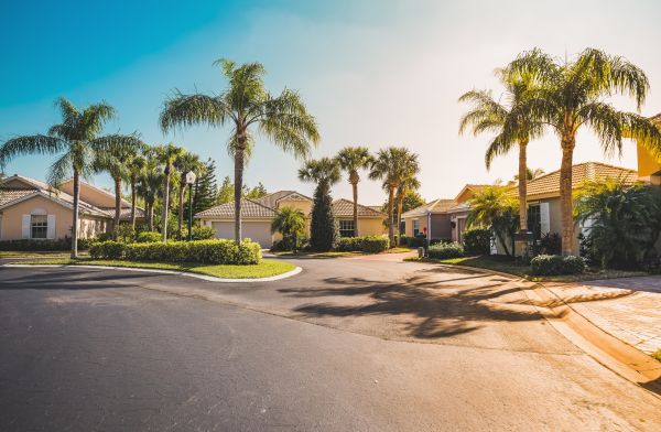 Palm Tree Landscaping in Yorba Linda