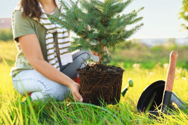 Spruce Tree Planting in Yorba Linda