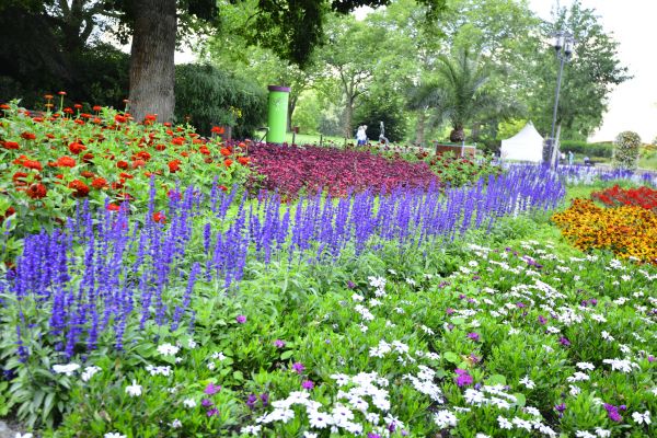 Perennials Planting in Yorba Linda