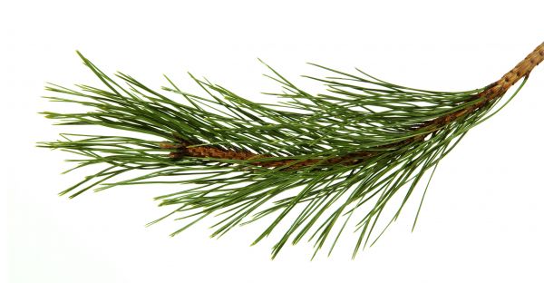 Pine Needles Installation in Yorba Linda