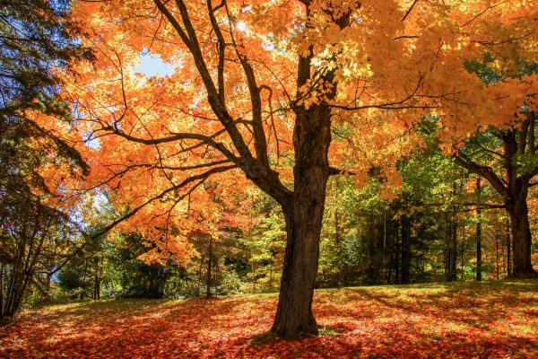 Maple Tree Planting in Yorba Linda