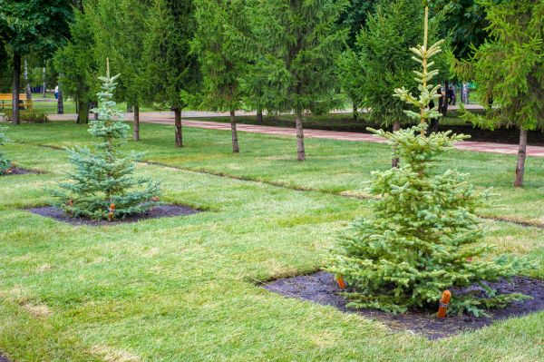 Privacy Trees Planting in Yorba Linda