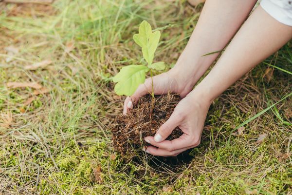 Oak Tree Planting in Yorba Linda