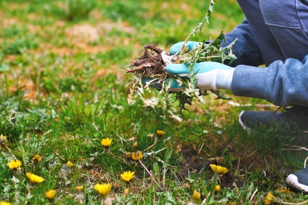 Flower Bed Clearing in Yorba Linda