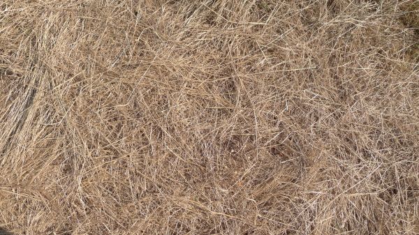 Pine Straw Replacement in Yorba Linda