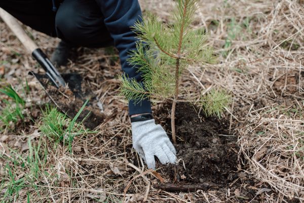 Pine Tree Planting in Yorba Linda