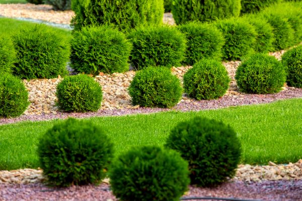 Bush Replacement in Yorba Linda
