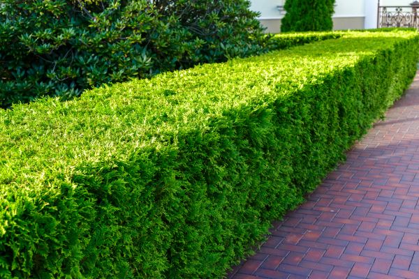 Hedge Installation in Yorba Linda