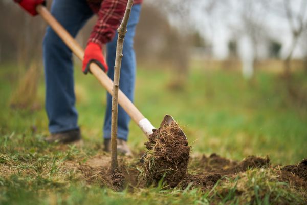 Trees Planting in Yorba Linda