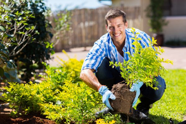 Shrub Landscaping in Yorba Linda