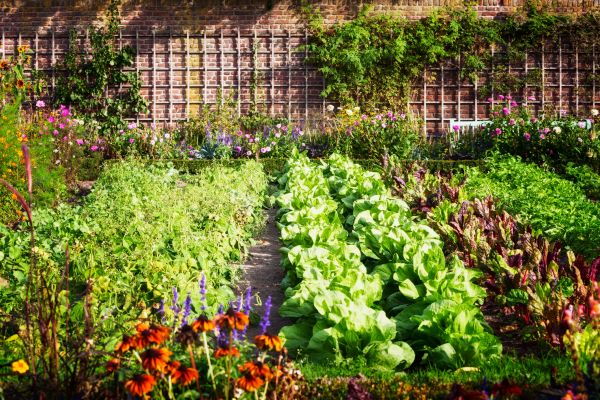 Garden Planting Service in Yorba Linda