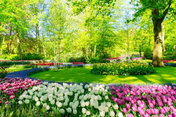 Flower Landscaping in Yorba Linda