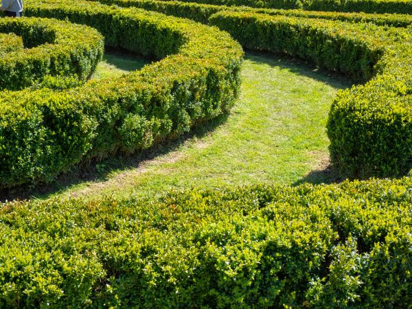 Bush Landscaping in Yorba Linda