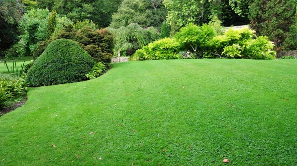 Commercial Landscape Design in Yorba Linda
