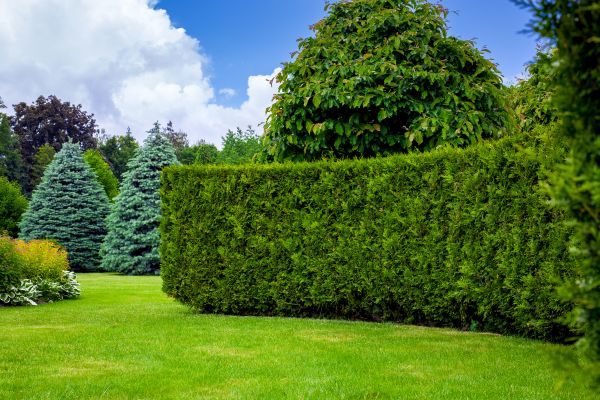 Hedge Landscaping in Yorba Linda