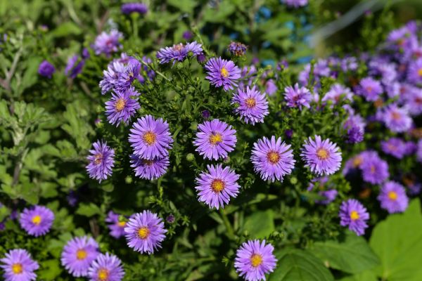 Perennial Flower Planting in Yorba Linda