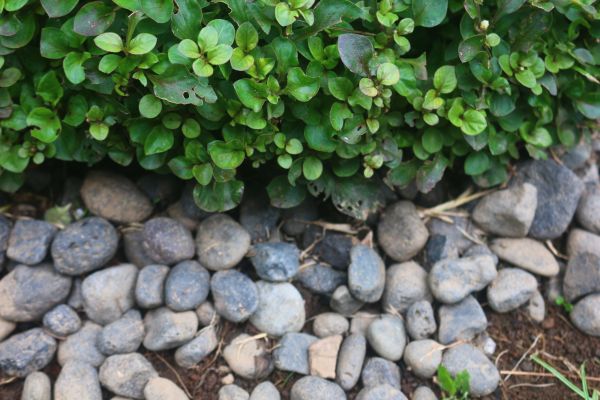 River Stone Installation in Yorba Linda