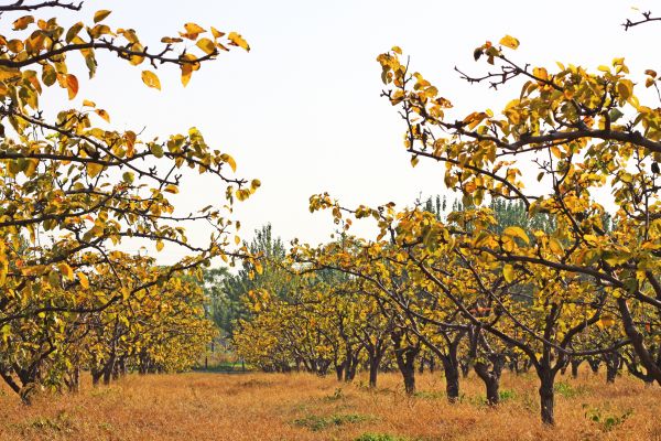 Pear Tree Planting in Yorba Linda