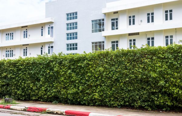 Privacy Landscaping in Yorba Linda
