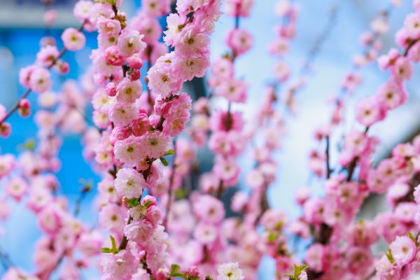 Japanese Cherry Tree Planting in Yorba Linda