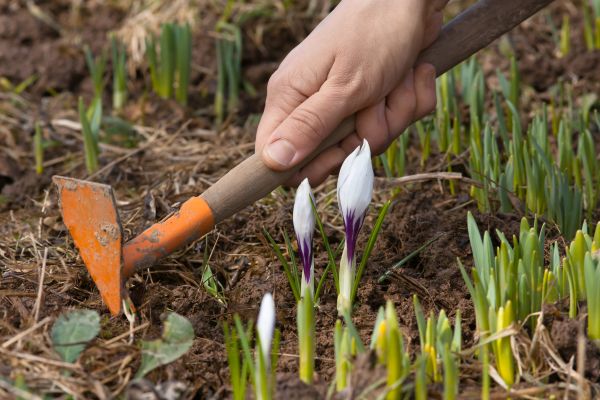 Flower Garden Weeding in Yorba Linda