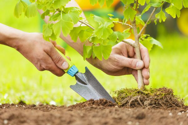 Fruit Tree Planting in Yorba Linda