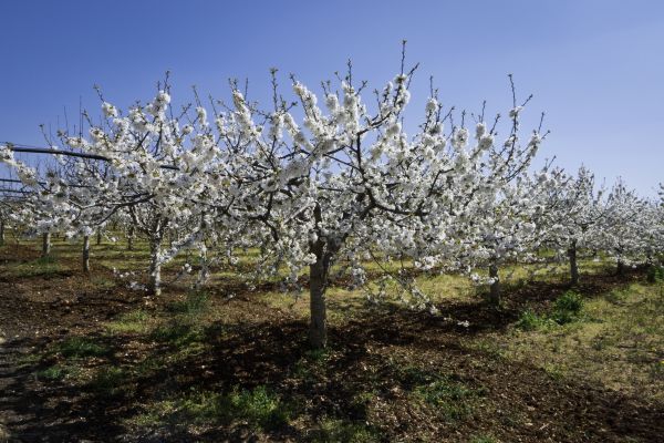 Orchard Planting in Yorba Linda