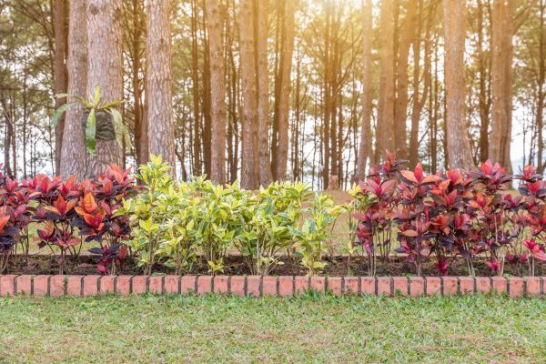 Small Garden Landscaping in Yorba Linda