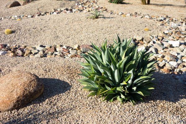 Xeriscaping Service in Yorba Linda